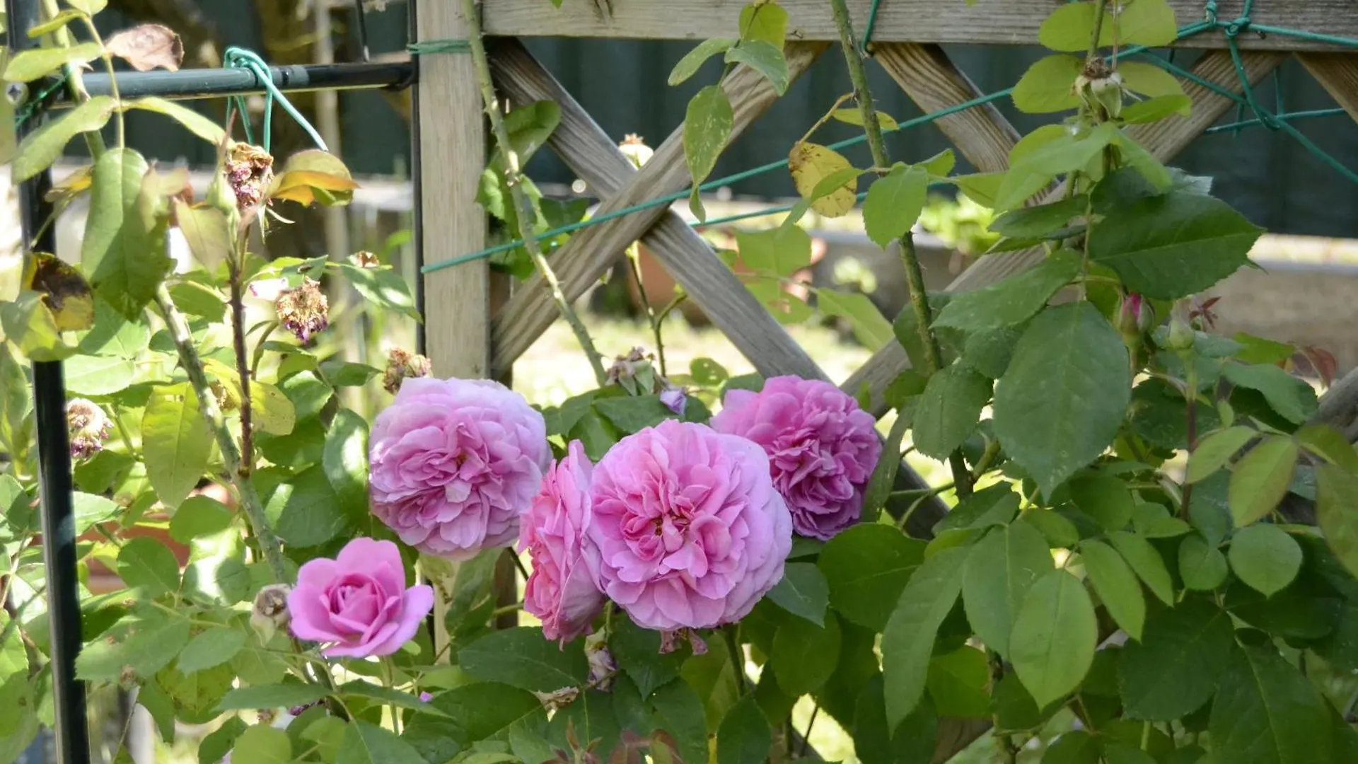 Bed & Breakfast Il Sole e la Luna B&B in Garda